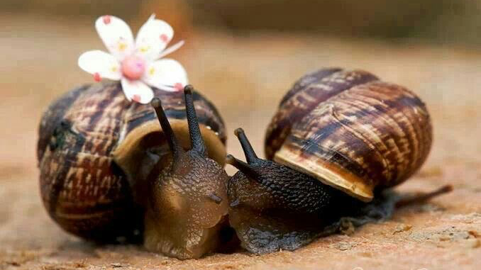 Snails and Ladybugsのバナー