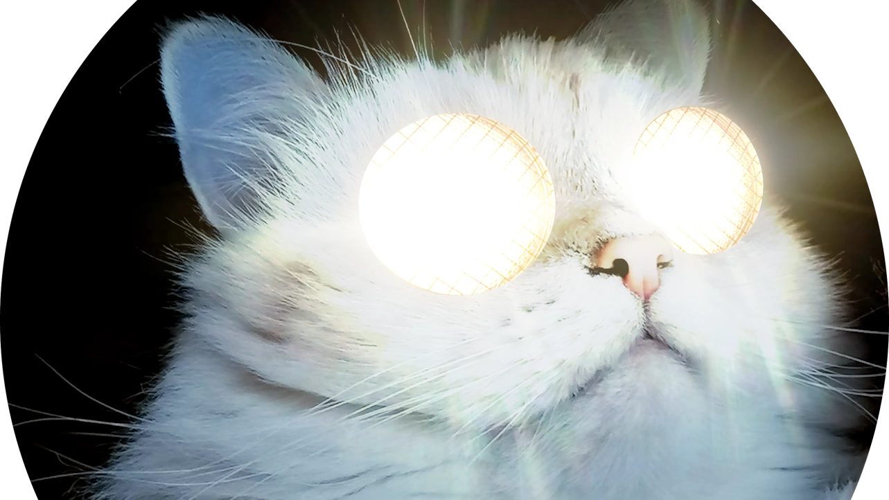 Blinder kittenのバナー