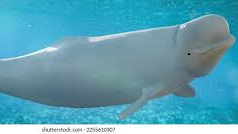 nononostrol