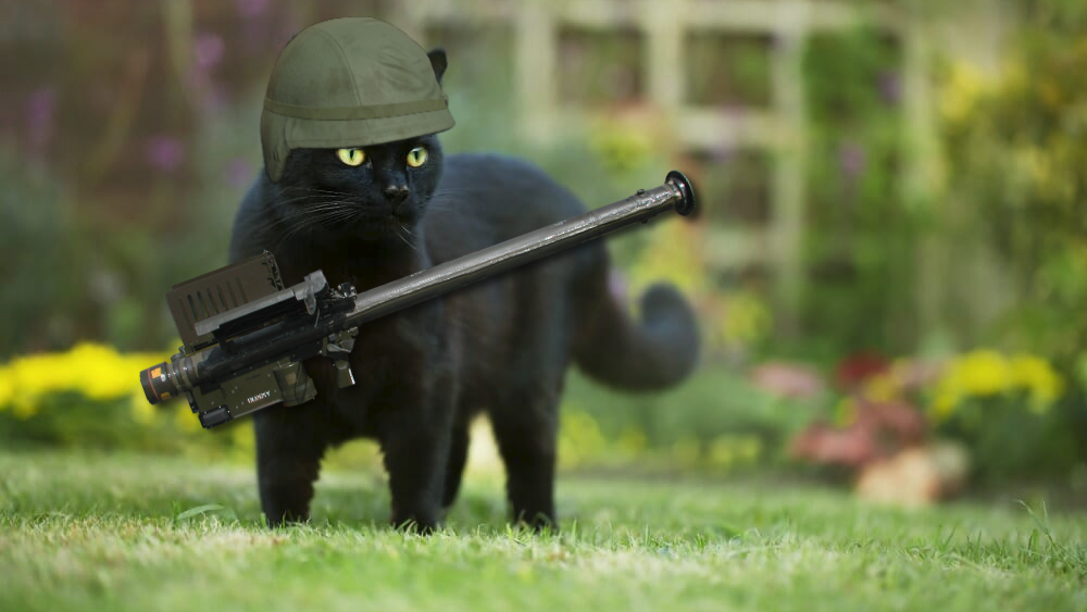 Cats at Whar