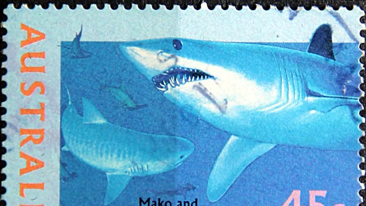 Tallie's Aquarium