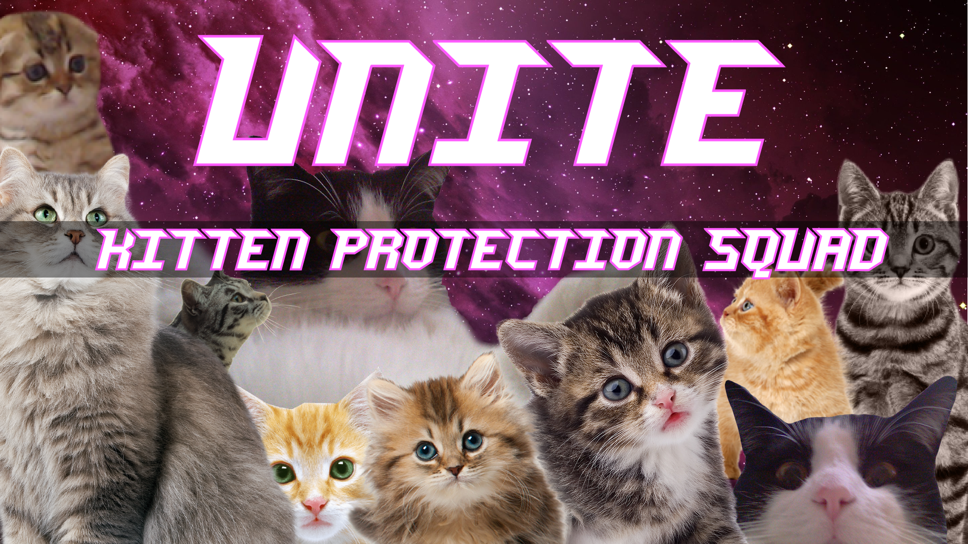 Kitten Protection Squad