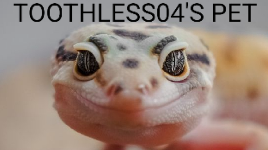 TOOTHLESS04 PETのバナー