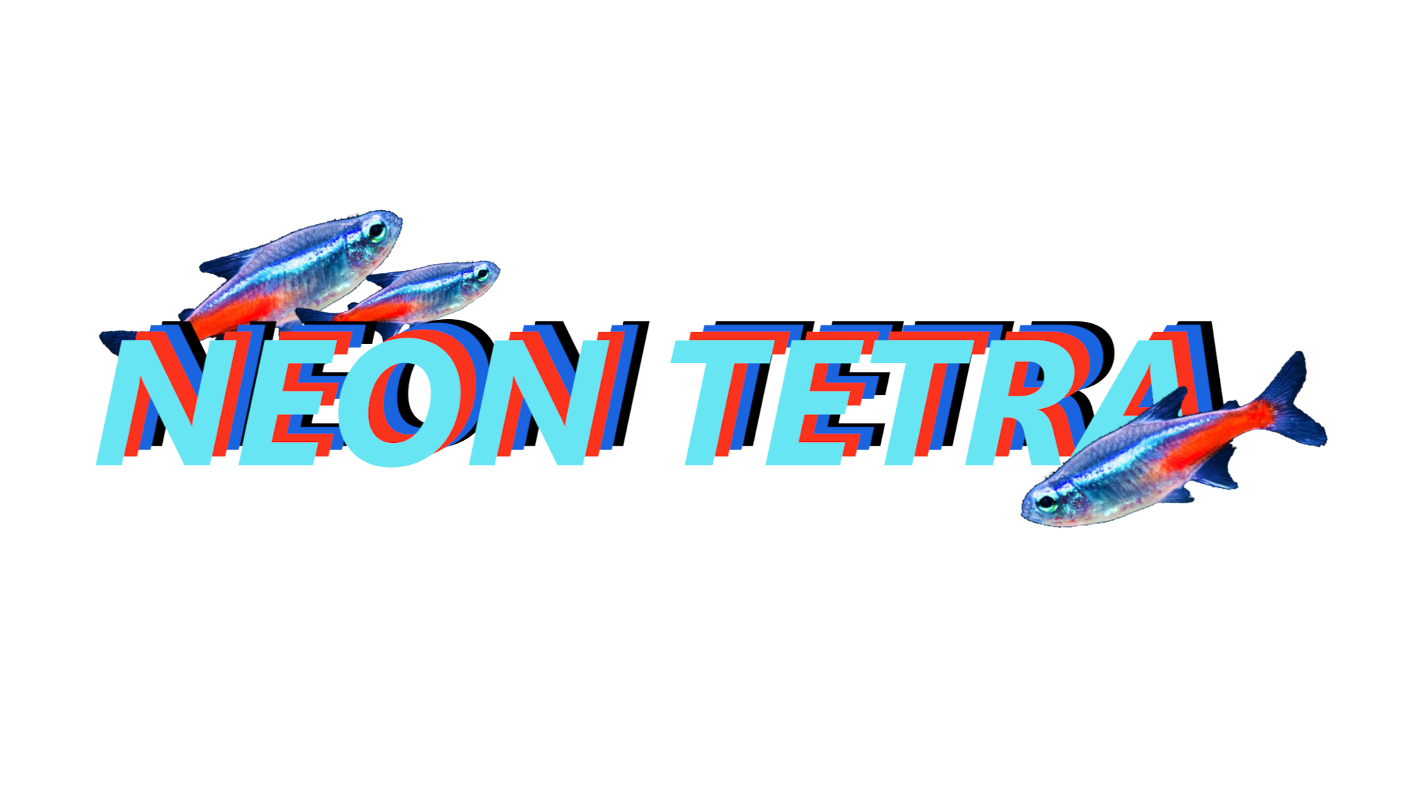 Neon Tetraのバナー