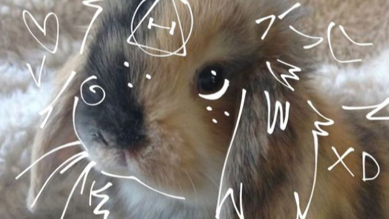 Fluffers Bunniesのバナー