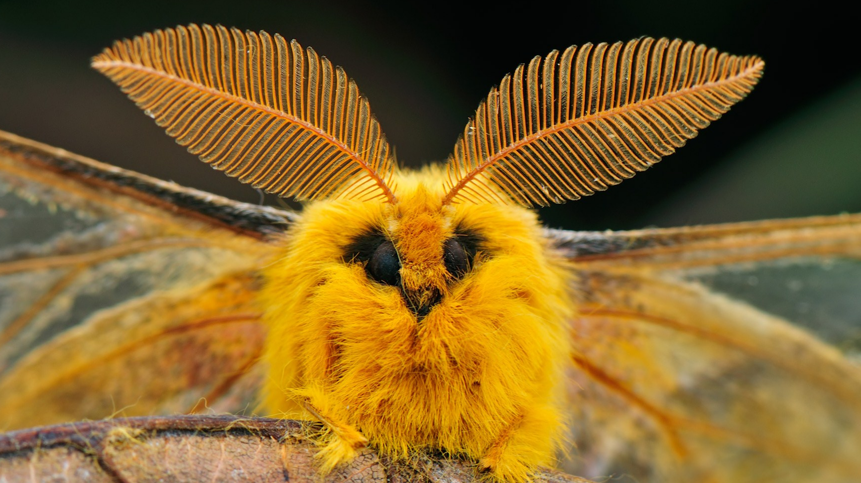 Moth Noises