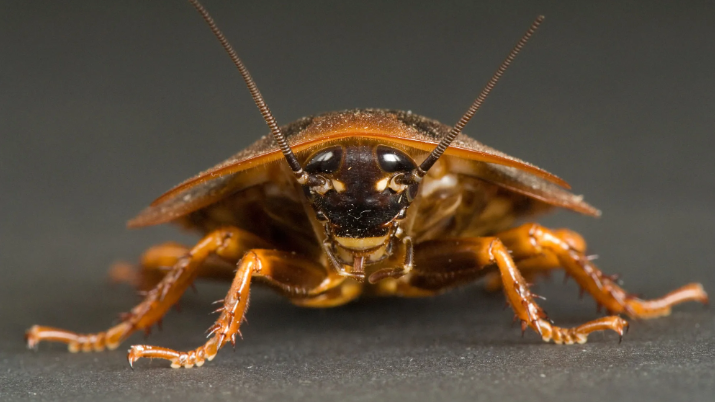 La Cockroach Clanのバナー