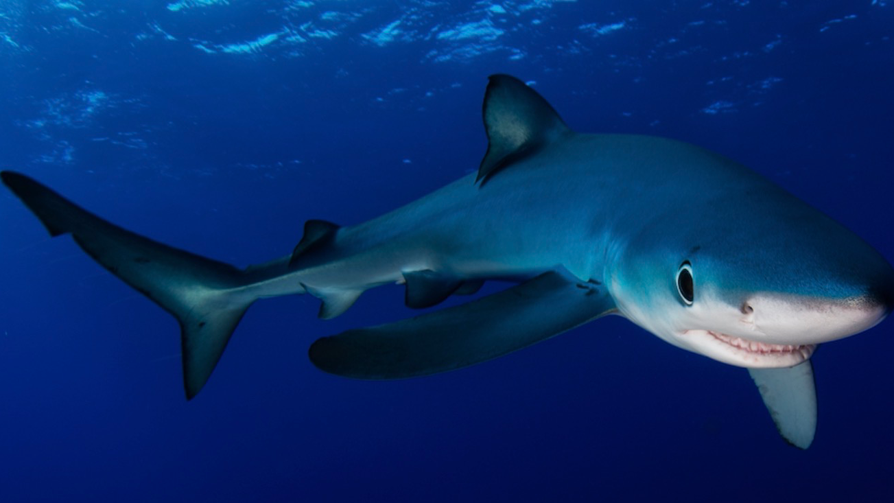The baby sharksのバナー