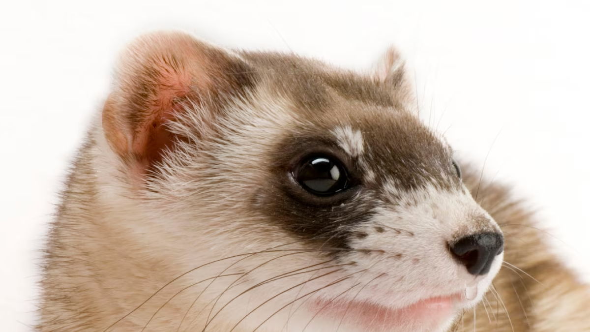 Ferret Army