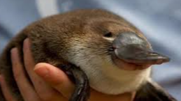 GoofyGoobsのバナー