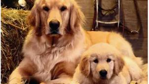 the WOOF nation