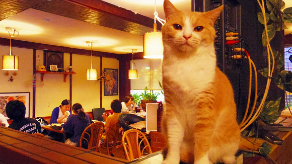 cat lover bars
