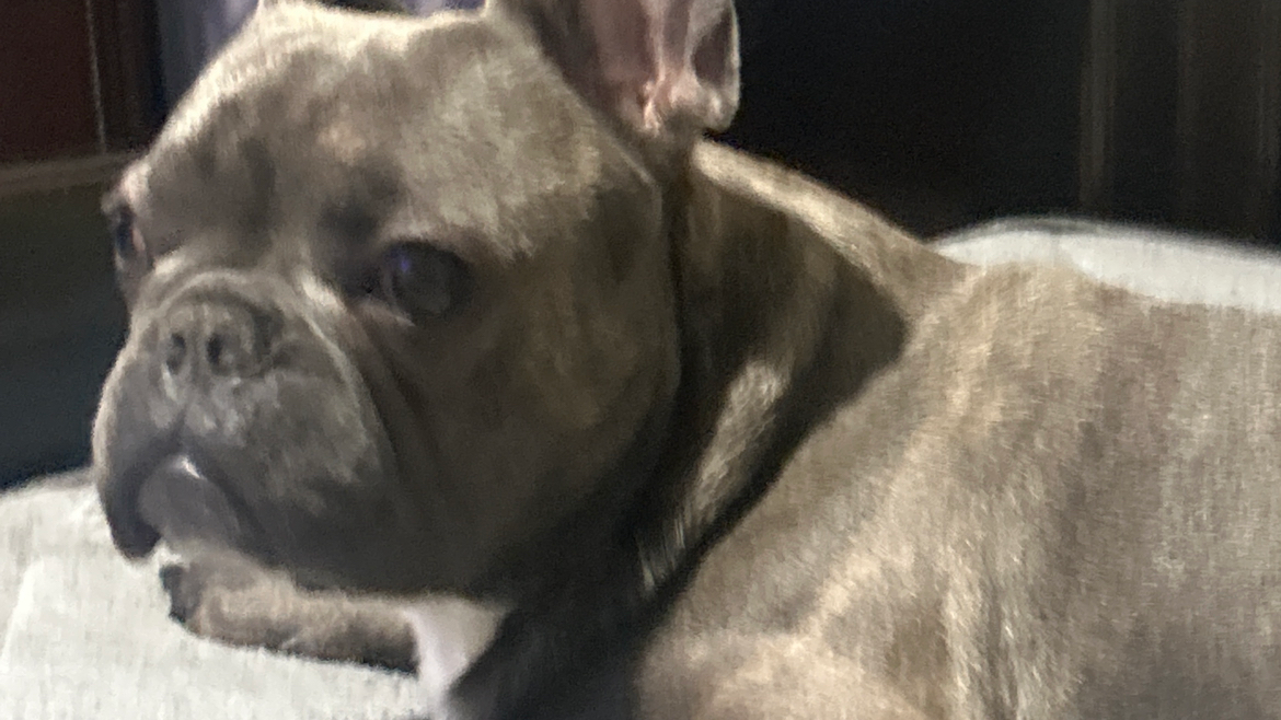 bobo help group