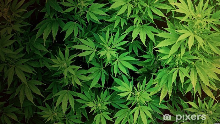 StonerHouseのバナー