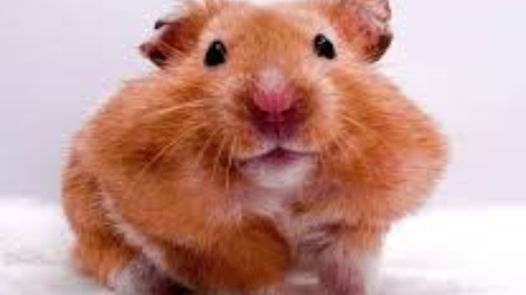 hampster talkのバナー