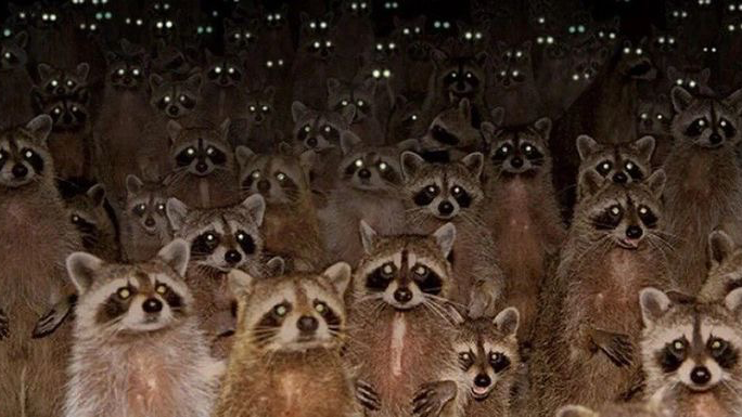 Raccoon