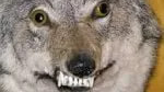 The Wolf's Lairのバナー