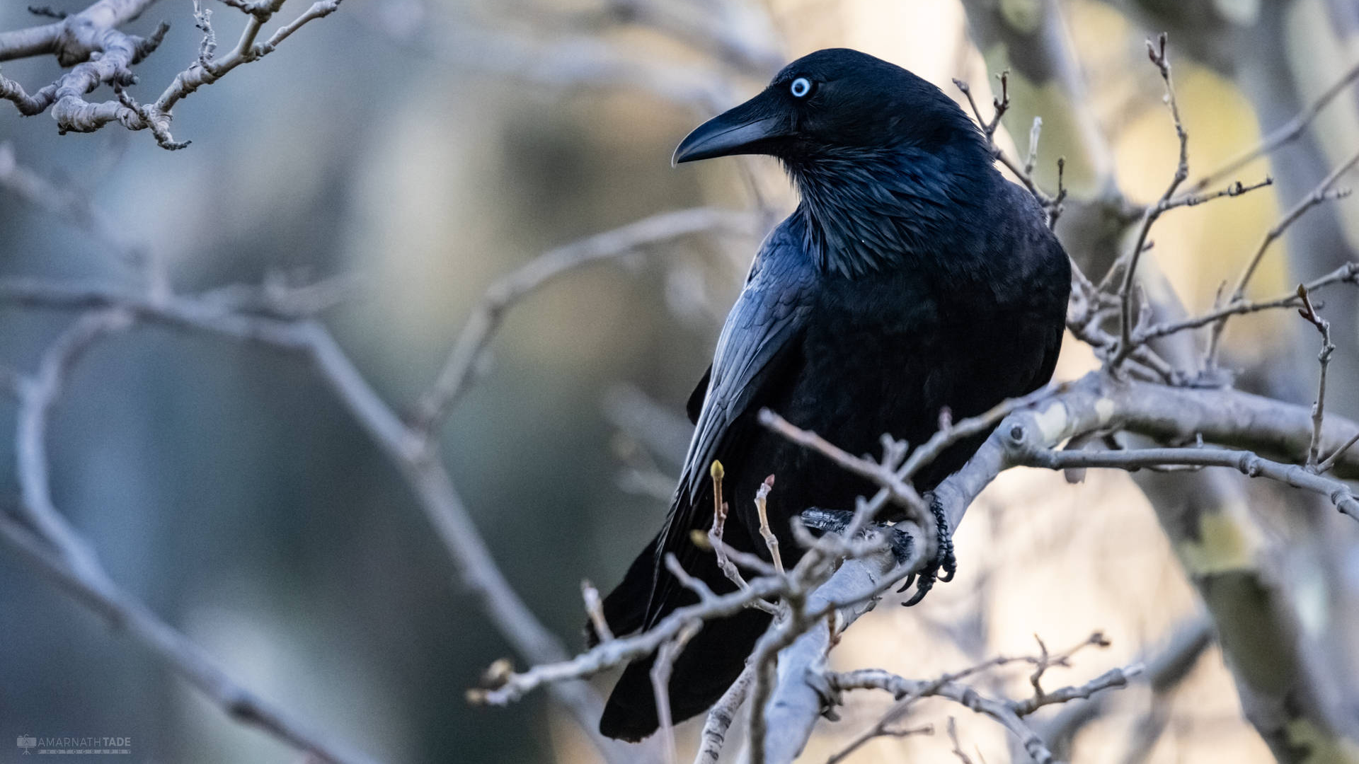 The Crows