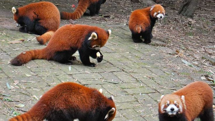 PANDAのバナー