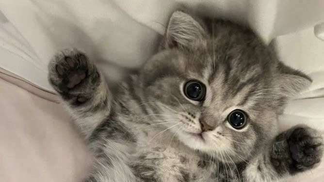 Kittiiiiesssのバナー