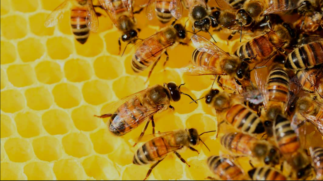 The Hive 420