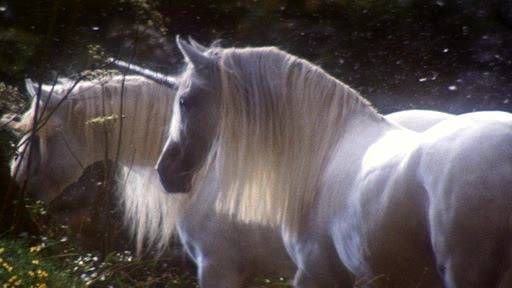The Cool Unicorn Clubのバナー
