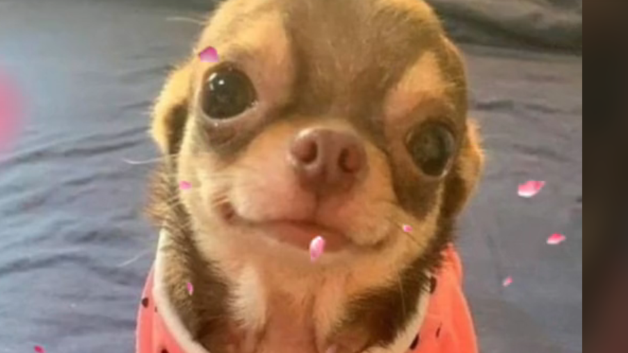 cutedogのバナー