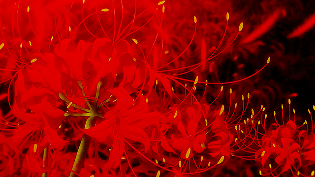 Lycoris