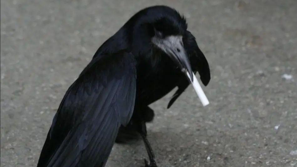 the crows of doomのバナー