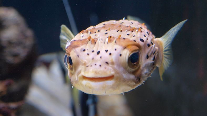 PUFFERFISH LOVERS