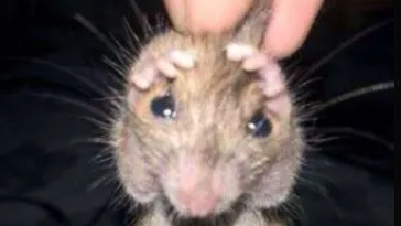 IDKのバナー