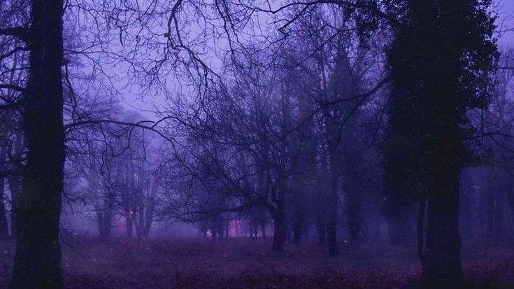 Purple Haze