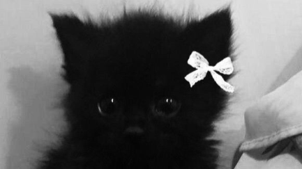 Goth Mommysのバナー