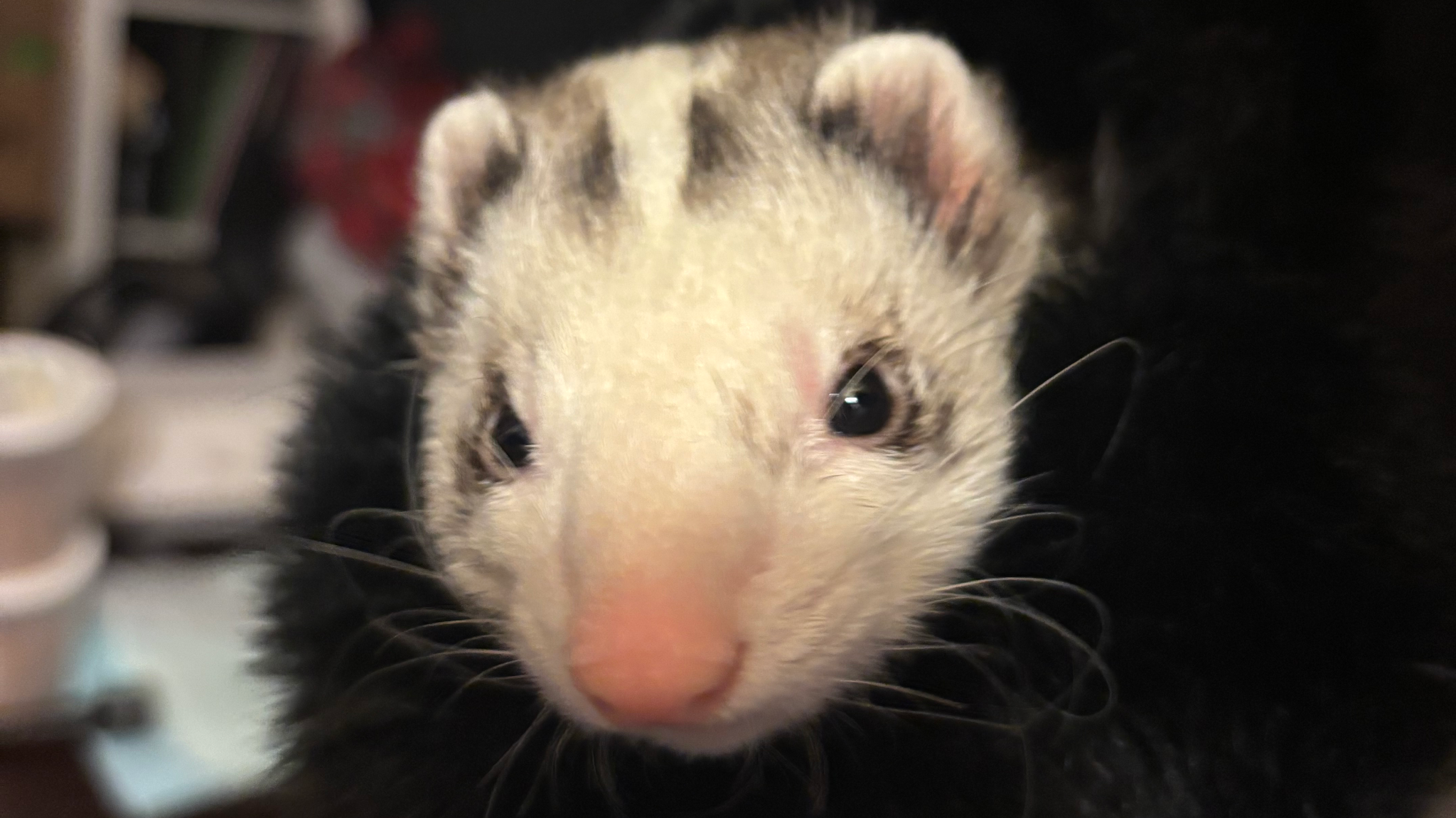 Ferretsのバナー