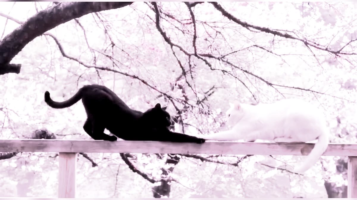 Laylays kittensのバナー