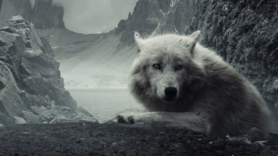 Blackheart Wolf Pack