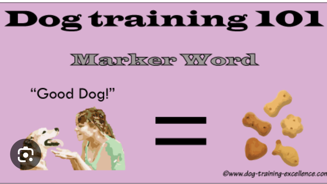 Wøřd trained petのバナー