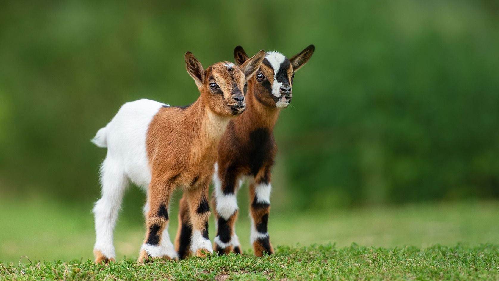goatsのバナー