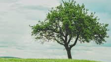 The Lonely Tree