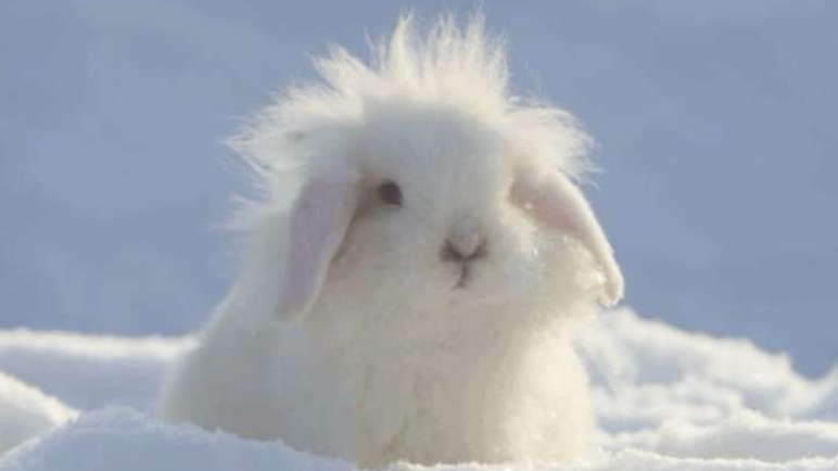Snow bunnies