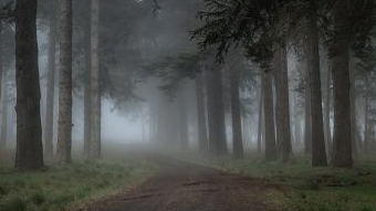 Sainf Serene Forestのバナー