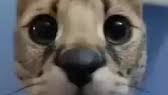 Serval Kingdomのバナー