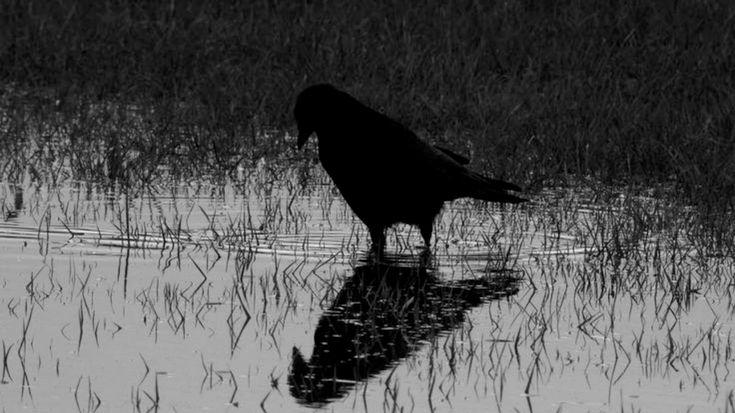 ravenのバナー
