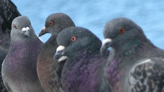 PigeonLords