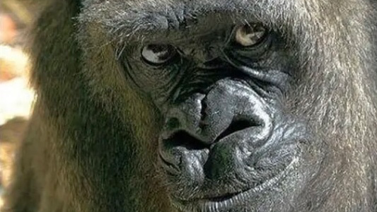 MonkeyMan