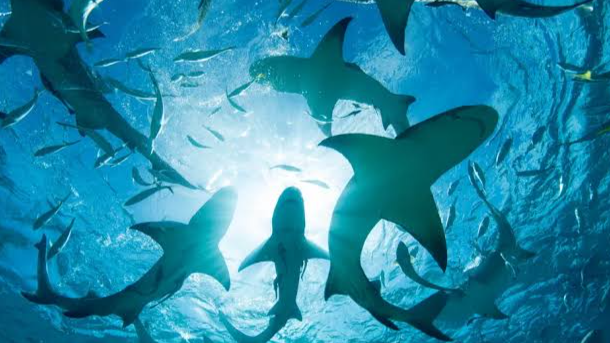 ༒SHARK PACK༒のバナー