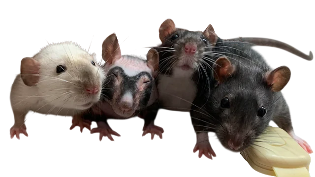 Rat Gangのバナー