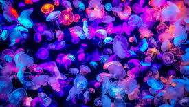 Jelly Elvesのバナー