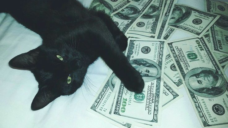 Kittys cuddle caveのバナー