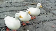 3Ducksのバナー